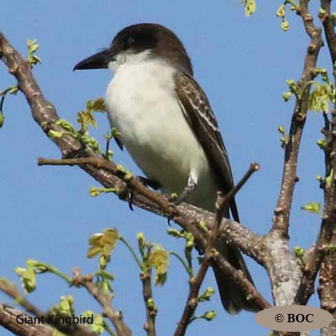 Birds of Cuba
