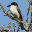 Giant_Kingbird