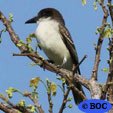 Giant Kingbird