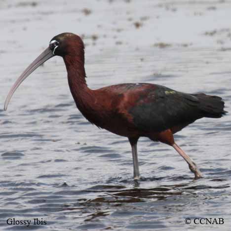 Birds of Cuba