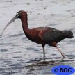 Glossy Ibis