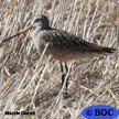 Godwits