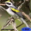 Golden-winged Warbler