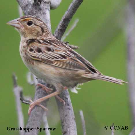 Birds of Cuba