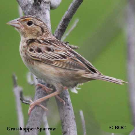 Birds of Cuba