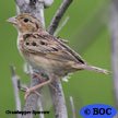 Grasshopper Sparrow