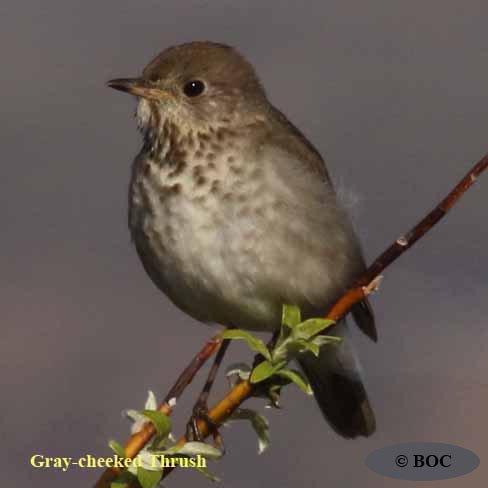 Birds of Cuba
