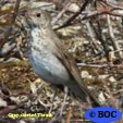 Gray-cheeked Thrush