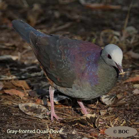 Birds of Cuba