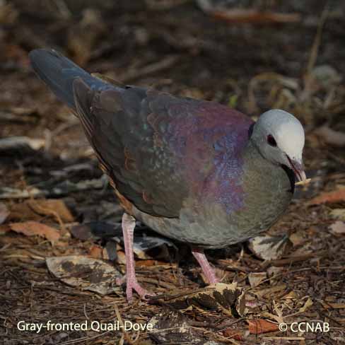 Birds of North America