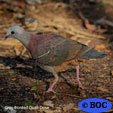 Gray-fronted Quail-Dove