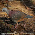 Gray-fronted Quail-Dove