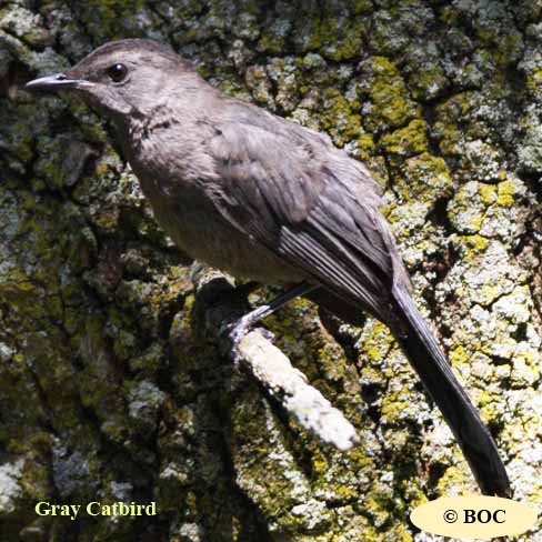 Birds of Cuba