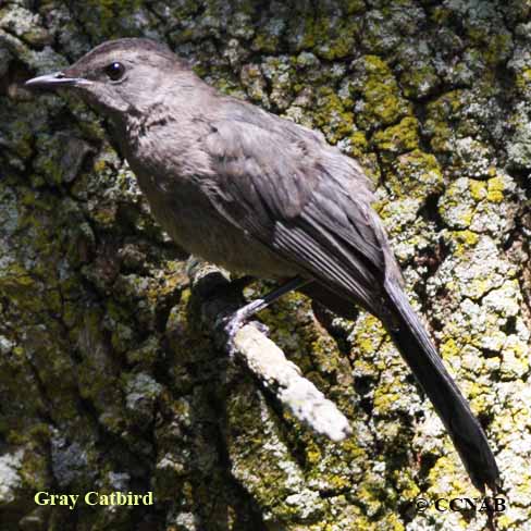 Birds of North America