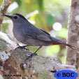  Gray Catbird
