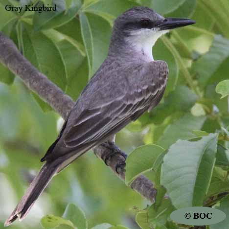 Gray Kingbird