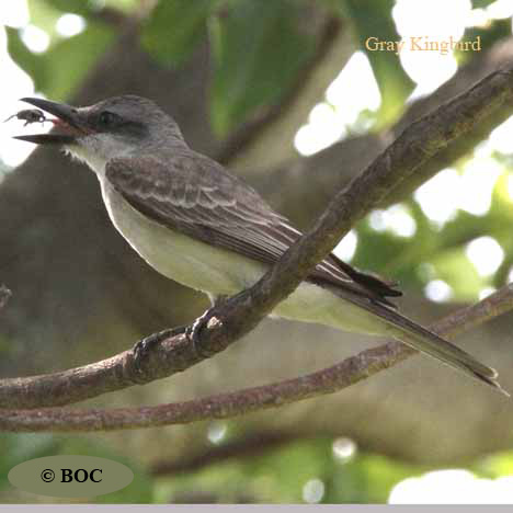 Gray Kingbird