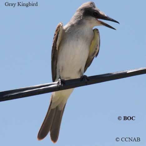 Gray Kingbird