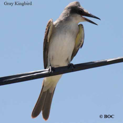 Gray Kingbird