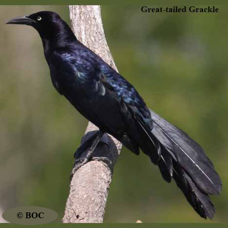Birds of Cuba