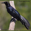 Grackles