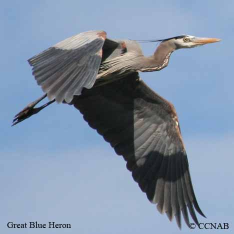 Great Blue Heron