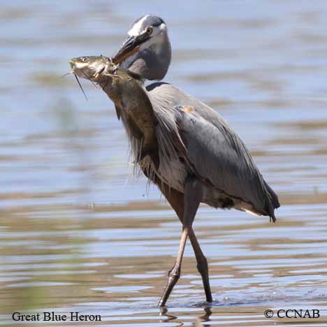 Great Blue Heron