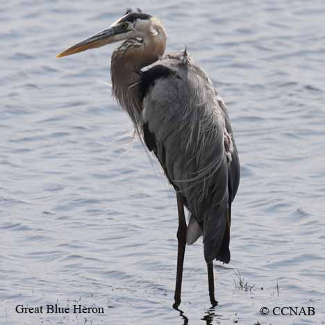 Birds of North America