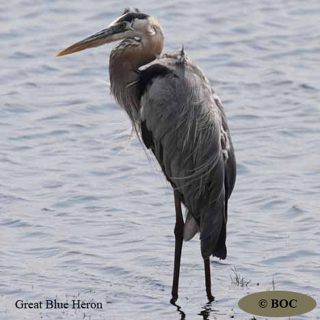Birds of Cuba