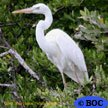 Great Blue Heron (White)