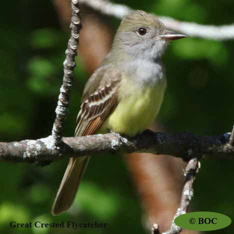 Birds of Cuba