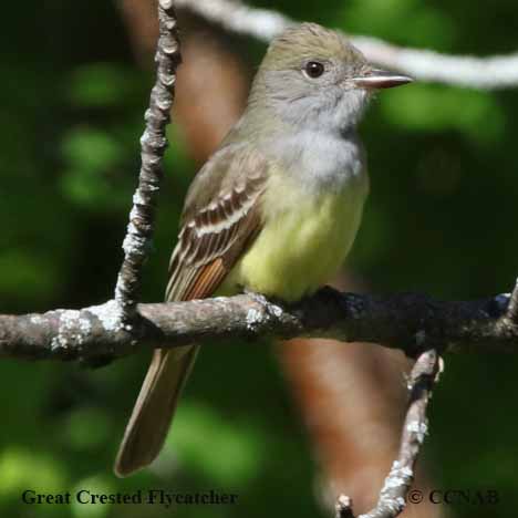 Birds of North America