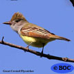 Great Crested Flycatcher