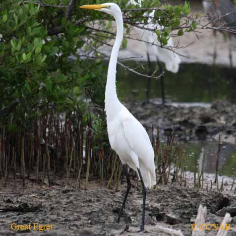 Great Egret