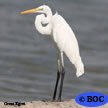 Great Egret