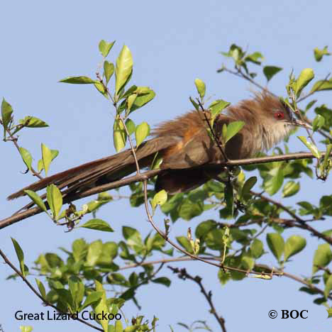 Birds of Cuba