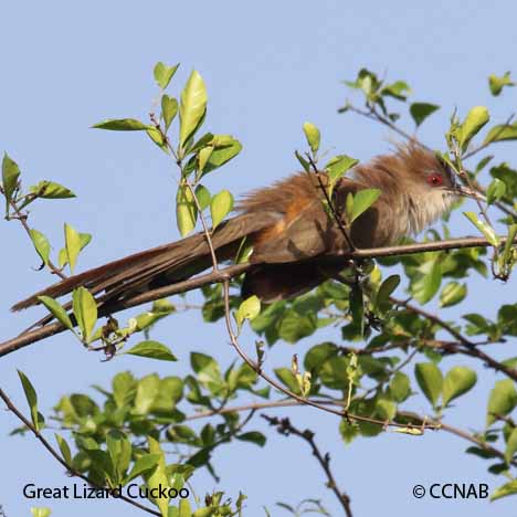 Birds of North America