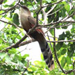 Great Lizard-Cuckoo 
