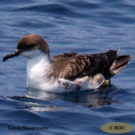 Birds of North America