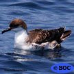 Great Shearwater