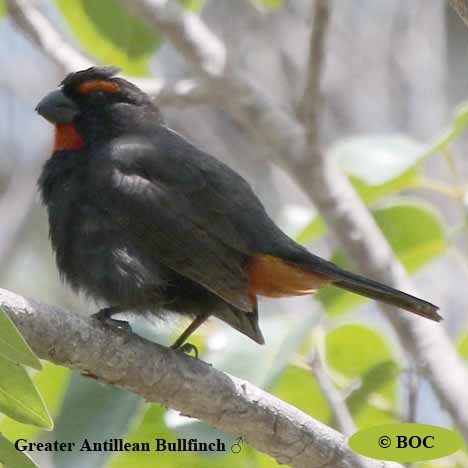Birds of Cuba