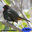 Greater Antillean Bullfinch