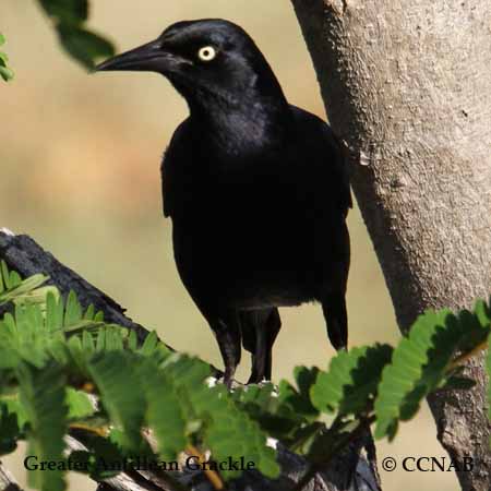 Greater Antillean Grackle