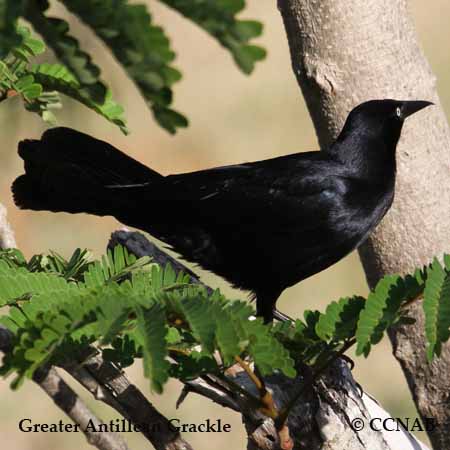 Greater Antillean Grackle