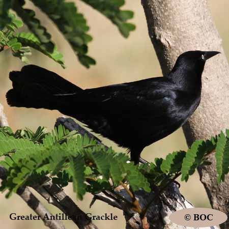 grackles