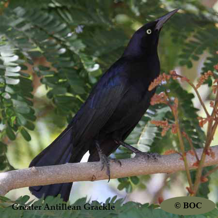 Birds of Cuba
