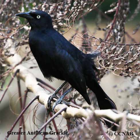 Greater Antillean Grackle