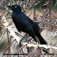 Grackle