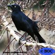 Greater Antillean Grackle