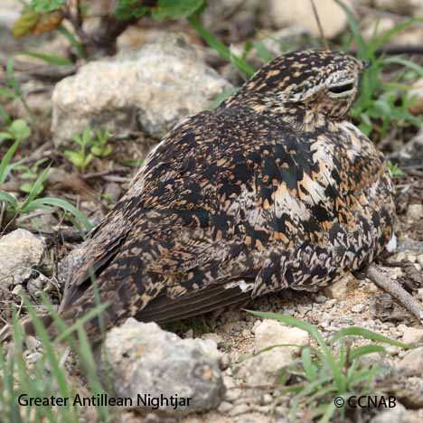 Birds of North America